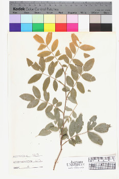 alternate herbarium image