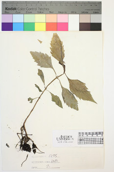 alternate herbarium image