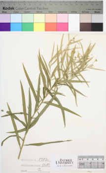 alternate herbarium image