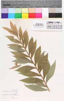 alternate herbarium image