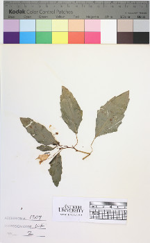 alternate herbarium image