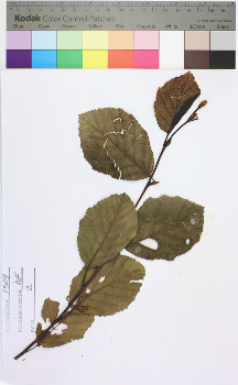 alternate herbarium image
