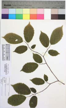 alternate herbarium image