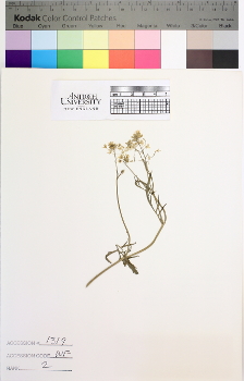 alternate herbarium image