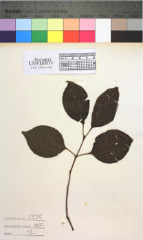 alternate herbarium image