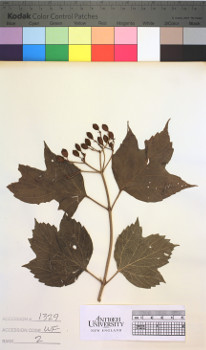alternate herbarium image