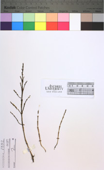 alternate herbarium image