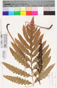 alternate herbarium image