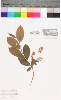 alternate herbarium image