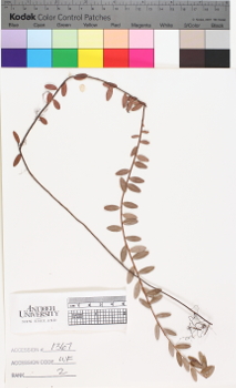 alternate herbarium image