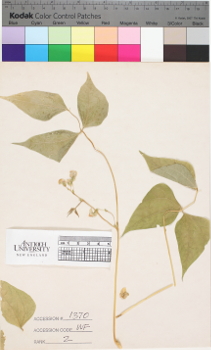 alternate herbarium image