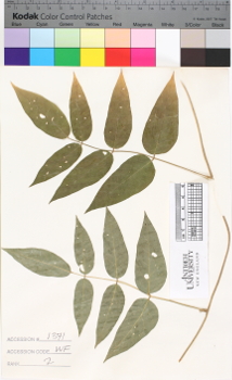 alternate herbarium image