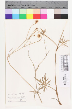 alternate herbarium image