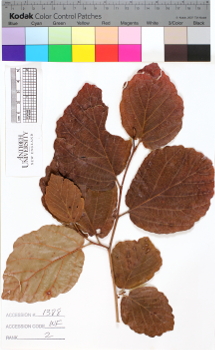 alternate herbarium image