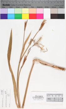 alternate herbarium image