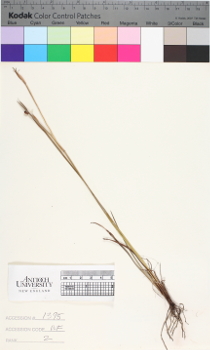 alternate herbarium image
