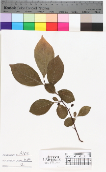 alternate herbarium image