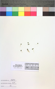 alternate herbarium image