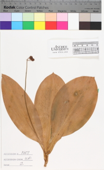 alternate herbarium image