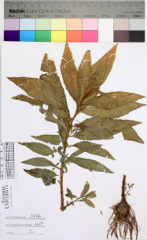 alternate herbarium image