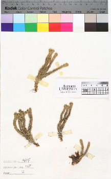 alternate herbarium image
