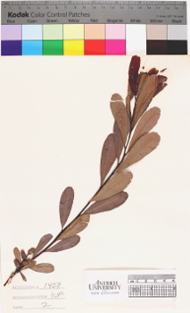 alternate herbarium image