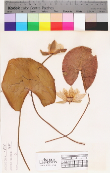 alternate herbarium image