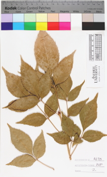 alternate herbarium image