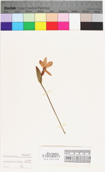 alternate herbarium image