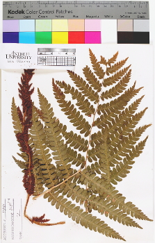 alternate herbarium image
