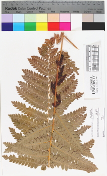 alternate herbarium image