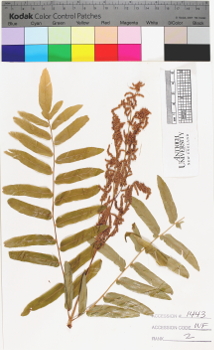 alternate herbarium image