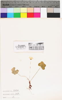 alternate herbarium image
