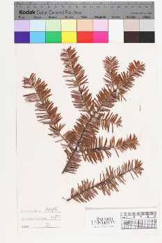 alternate herbarium image