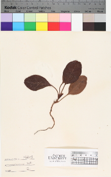 alternate herbarium image