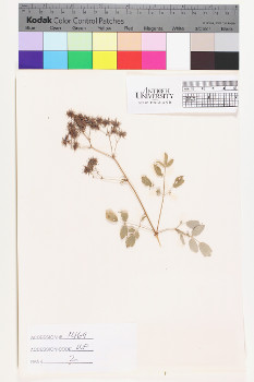 alternate herbarium image