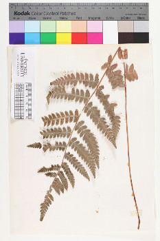 alternate herbarium image