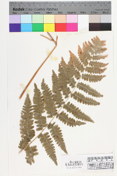 alternate herbarium image