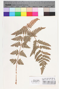 alternate herbarium image