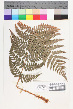 alternate herbarium image