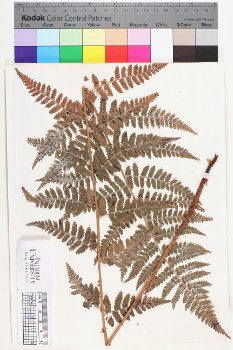 alternate herbarium image