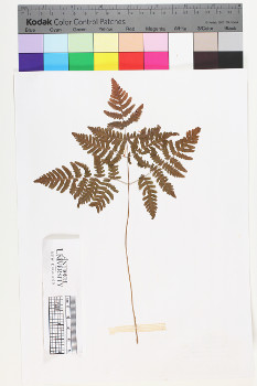 alternate herbarium image