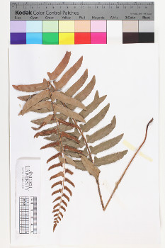 alternate herbarium image
