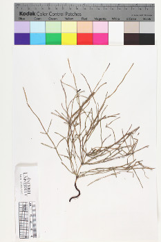 alternate herbarium image