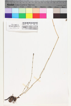 alternate herbarium image