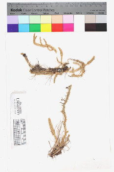 alternate herbarium image
