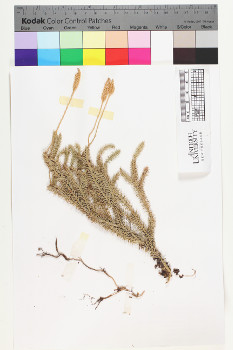 alternate herbarium image