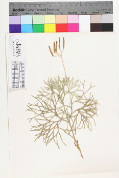 alternate herbarium image