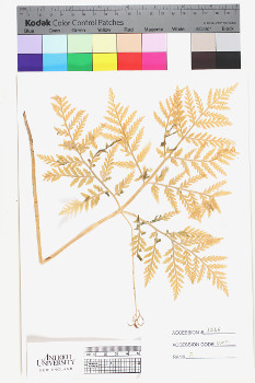 alternate herbarium image