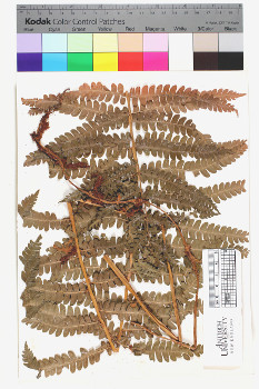 alternate herbarium image